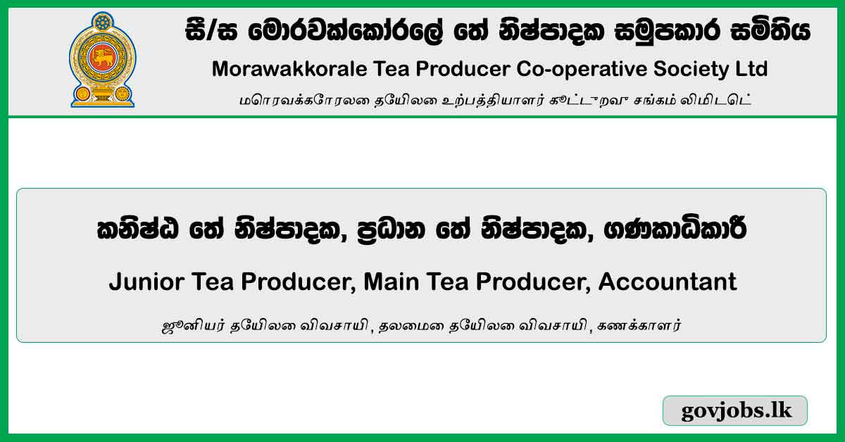 Junior Tea Producer, Main Tea Producer, Accountant - Morawakkorale Tea Producer Co-Operative Society Ltd Job Vacancies 2024