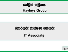 IT Associate - Hayleys Group Vacancies 2025